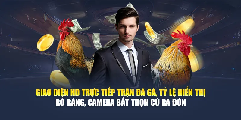 Giao diện HD trực tiếp trận đá gà, tỷ lệ hiển thị rõ ràng, camera bắt trọn cú ra đòn